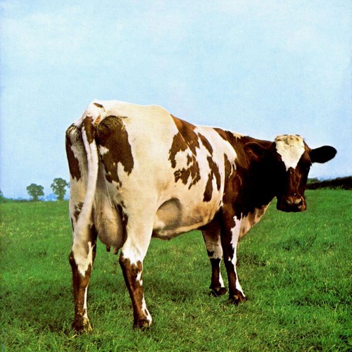 Pink floyd atom heart - 🐄,