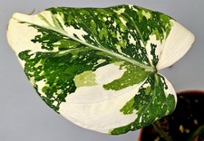 Bellissimo Filodendro Glorioso