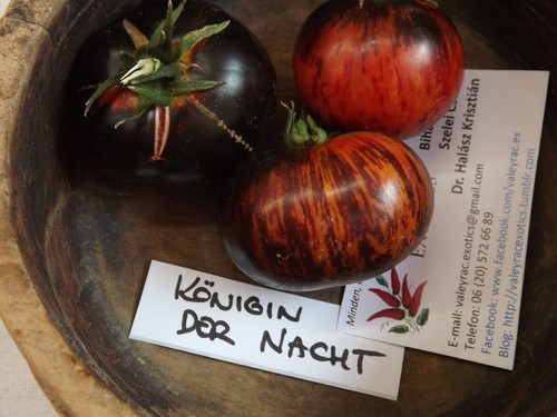 Pomodoro regina della notte - ,