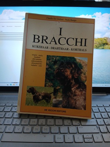 Bracchi kurzhaar drahthaar - i,