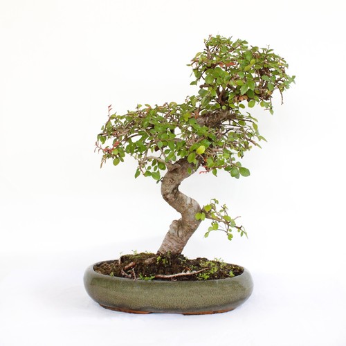 Bonsai zelkova olmo - bonsai,