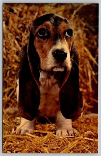 Cartolina bassett hound dog - cartolina,