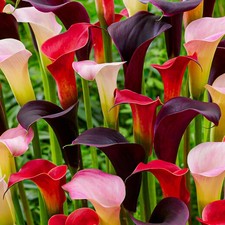 Bulbi di calla, resistenti -