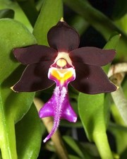 Trichoglottis philippinensis