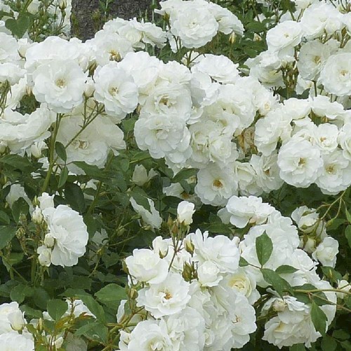 Pianta rosa brevettata iceberg - rosa,