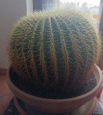 Echinocactus grusoni cuscino - echinocactus, (cuscino