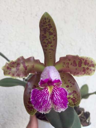 Cattleya schilleriana olinda - cattleya, 'olinda'