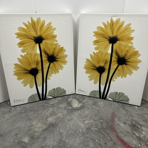 Set yellow daisy - of,