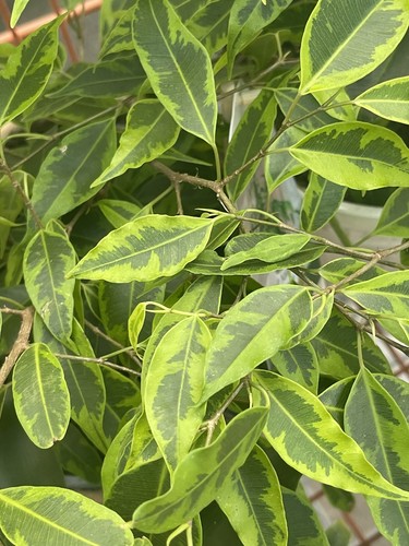 Pianta variegata benjamin - pianta,