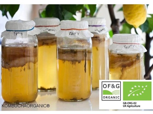 Jun kombucha bio scoby - kombucha, &