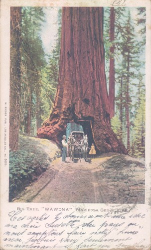 Usa grande albero wawona - albero, "wawona"