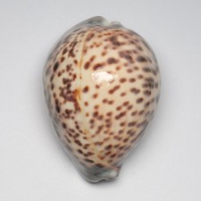 Cypraea tigris 82.4mm shells