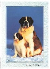 ATAP9-0652-CANE - San Bernardo