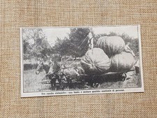 Il miracoloso terreno di