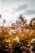 Carl Zeiss Jena BIOTAR 2/58