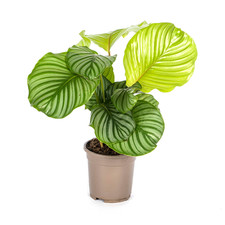 Calathea Orbifolia / Maranta