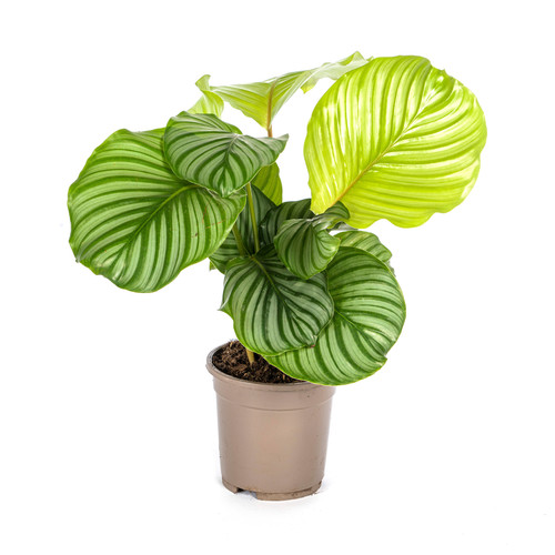 Calathea orbifolia maranta - calathea, /