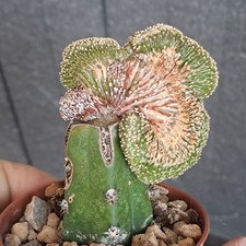 Geohintonia mexicana f. cristata crested grafted PLANT ebay-H144