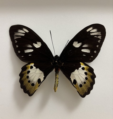 Ornithoptera paradisea - ornithoptera,