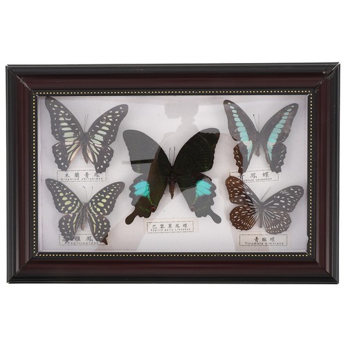 Quadro con farfalla - ,