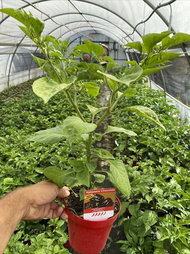 Peperoncino piccante habanero - piccante,