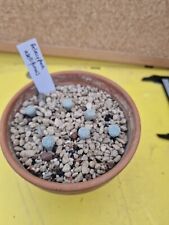 6 X Pelecyphora Aselliformis