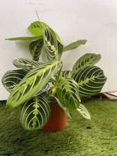 Maranta Leuconera Lemon Lime