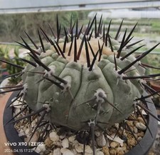 Copiapoa cinerea WYSIWYG