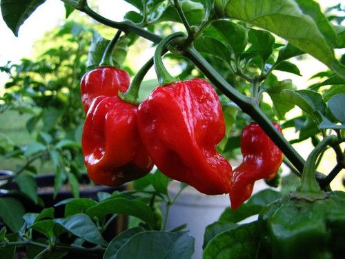 Peperoncino habanero tobago - tobago, "