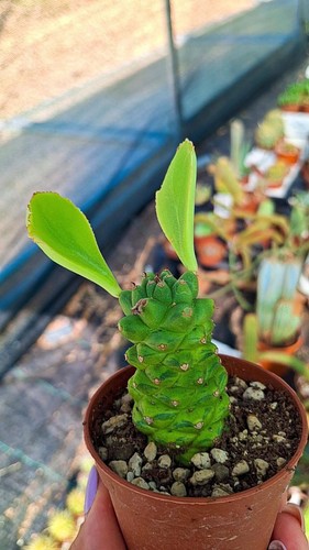 Monadenium ritchieii variegata