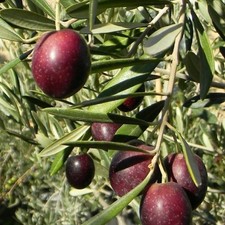 Pianta ulivo maurino in - pianta, di