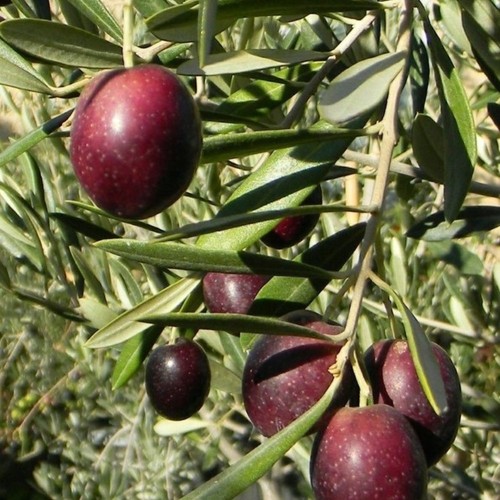 Pianta ulivo maurino - pianta,