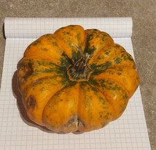 10 semi Zucca Ornamentale 1