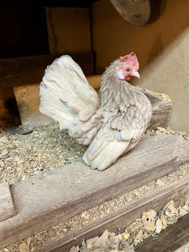 Uova cova di pollo - cova,