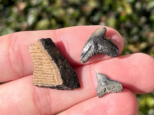 Calvert cliffs denti - di, squalo