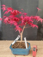 bonsai di  acero rosso deshojo