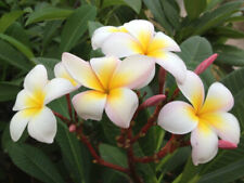 1 talea"di Plumeria "incarnata" -Cutting" lunga dai 30/50 cm