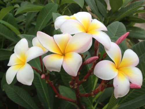 Talea plumeria - 1, talea"di