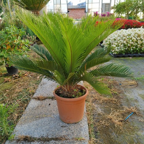 Cycas revoluta