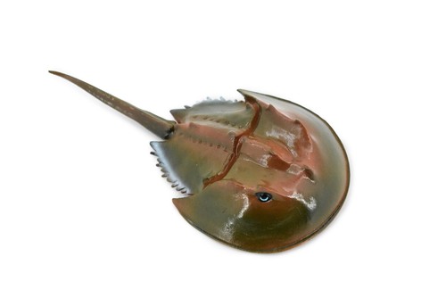Granchio ferro cavallo - granchio,