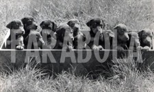 Foto vintage Animali, i 14 cuccioli pinscher di Frida, 1985, stampa 19 x 13 cm