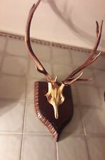Trofeo Di Caccia Cervo Corna Palco Scudo