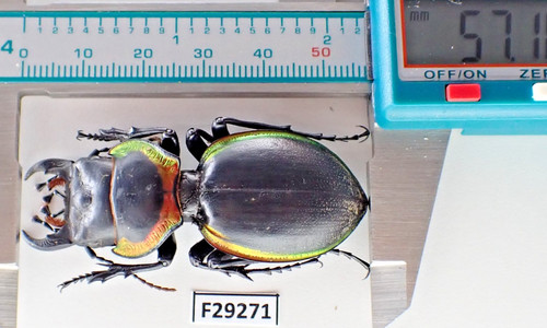 F29271 insetti carabidae - insetti,,