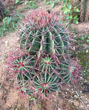 FEROCACTUS STAINESII