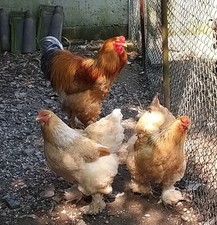10 Uova Fertili Brahma Fulvo