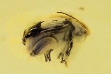 Flea beetle chrysomelidae - beetle,