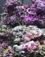 ✅5kg Super Rocce Vive Qualità Premium Acquario Marino Per Avviare Nuova Vasca