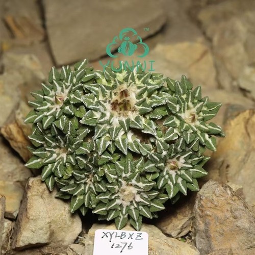 Pianta cactus rara - di,