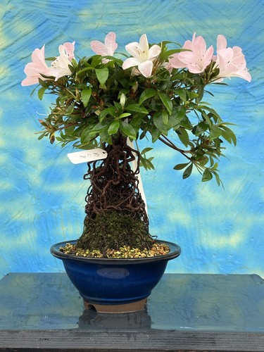 Joe bonsai azalea - di,