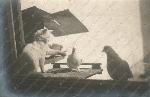 Gatto che gioca con - , le